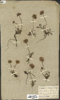 spécimen de Leucanthemum alpinum