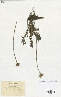 spécimen de Hyoseris radiata