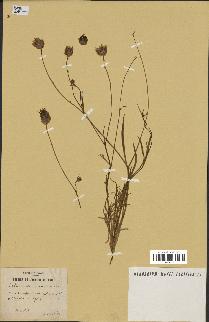 spécimen de Catananche arenaria