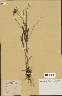 spécimen de Catananche lutea