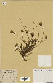spécimen de Catananche lutea