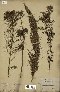 spécimen de Artemisia procera