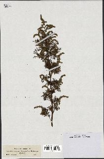 spécimen de Artemisia annua