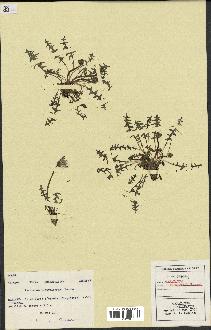 spécimen de Taraxacum platyglossum