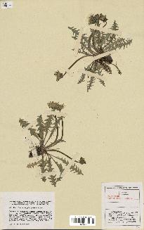 spécimen de Taraxacum platyglossum