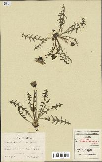 spécimen de Taraxacum psammophilum