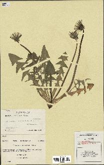 spécimen de Taraxacum pallidipes