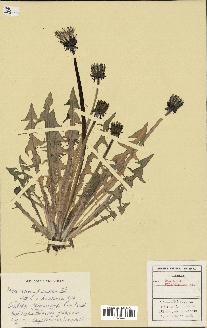 spécimen de Taraxacum piceatum