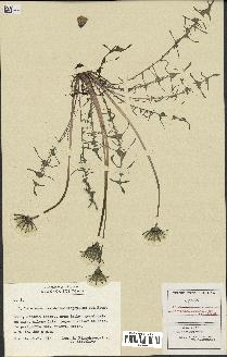 spécimen de Taraxacum pseudolacistophyllum