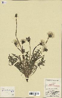 spécimen de Taraxacum pseudolacistophyllum