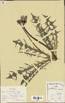 spécimen de Taraxacum pectinatiforme