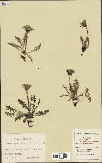 spécimen de Taraxacum polyschistum