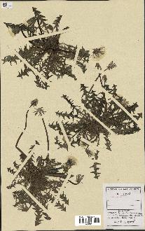 spécimen de Taraxacum sp.