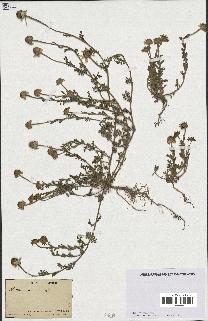 spécimen de Anthemis arvensis