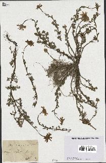 spécimen de Anthemis arvensis
