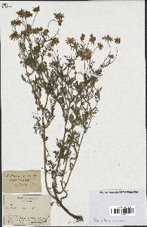 spécimen de Anthemis arvensis