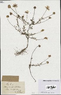 spécimen de Anthemis arvensis