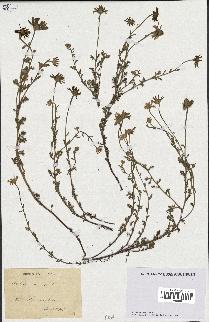 spécimen de Anthemis arvensis