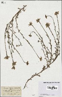 spécimen de Anthemis arvensis