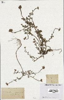 spécimen de Anthemis arvensis