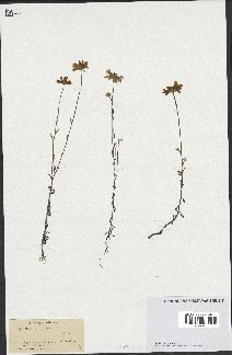 spécimen de Anthemis arvensis