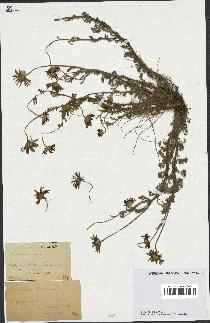 spécimen de Anthemis arvensis