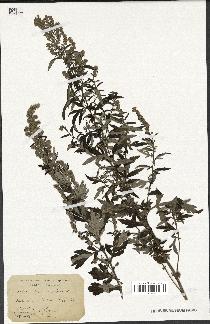 spécimen de Artemisia vulgaris