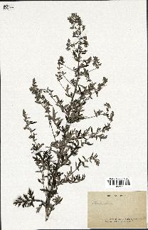 spécimen de Artemisia sp.