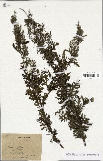 spécimen de Artemisia sp.