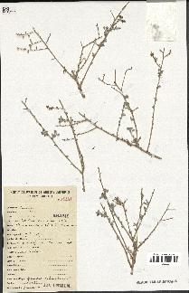 spécimen de Artemisia herba-alba