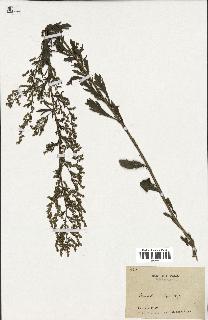 spécimen de Artemisia sp.