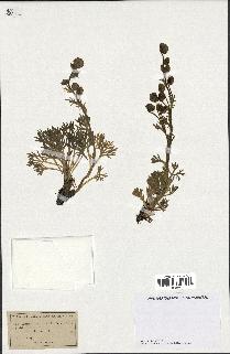 spécimen de Artemisia norvegica