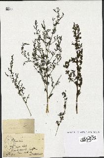 spécimen de Artemisia sp.