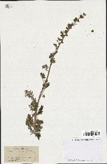 spécimen de Artemisia tanacetifolia