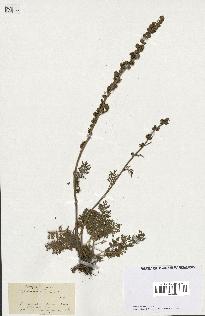 spécimen de Artemisia tanacetifolia