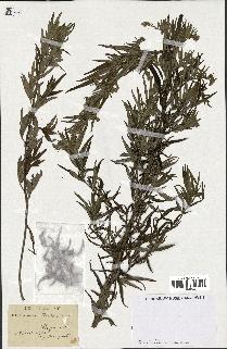 spécimen de Artemisia verlotiorum