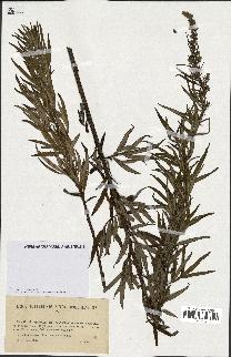 spécimen de Artemisia verlotiorum