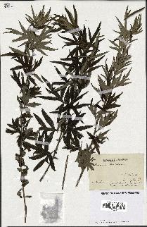 spécimen de Artemisia verlotiorum