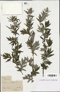 spécimen de Artemisia vulgaris