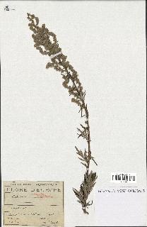 spécimen de Artemisia vulgaris