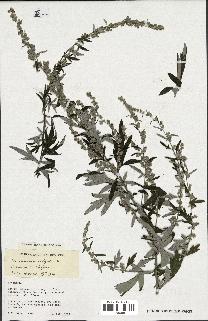 spécimen de Artemisia vulgaris