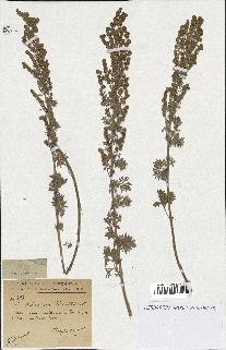 spécimen de Artemisia absinthium