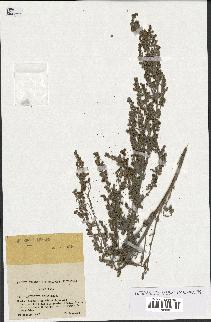 spécimen de Artemisia absinthium