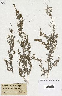 spécimen de Artemisia absinthium