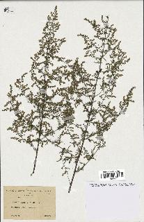 spécimen de Artemisia annua