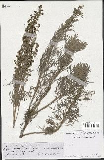 spécimen de Artemisia arborescens