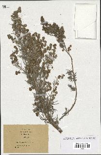 spécimen de Artemisia arborescens