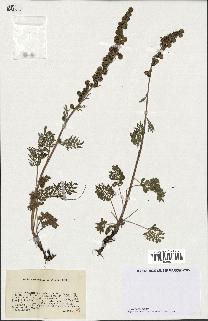 spécimen de Artemisia atrata