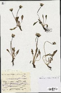 spécimen de Taraxacum glabrum
