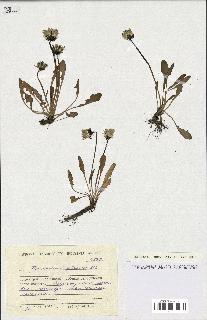 spécimen de Taraxacum glabrum